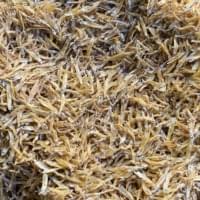 Dry White Baits dry fish | Podi Karuvadu | Ayera Dry Fish - பொடி கருவாடு - Image 2