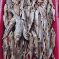 Kolli Karuvadu | Flying Fish ( கொல்லி கருவாடு )