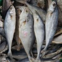 Dry Queen Fish | Gatta Karuvadu | கட்டா கருவாடு
