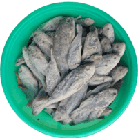 Head Croaker | Panna Karuvadu | பண்ணா கருவாடு
