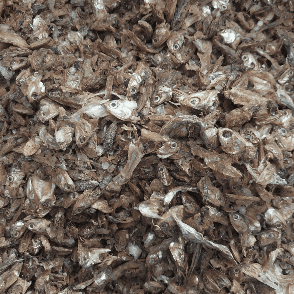Anchovy For Pet Foods - Image 2
